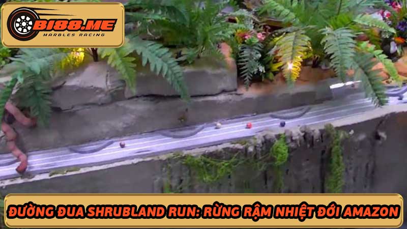 Khám phá đường đua Shrubland Run Rừng rậm Amazon